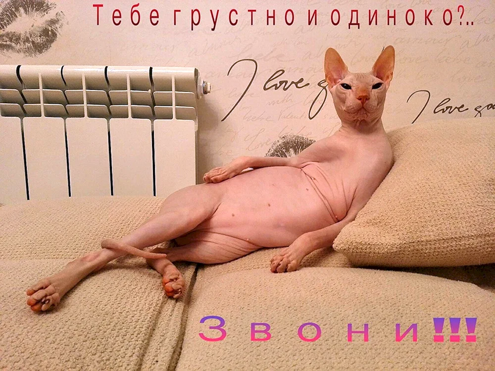 Esel sphynx