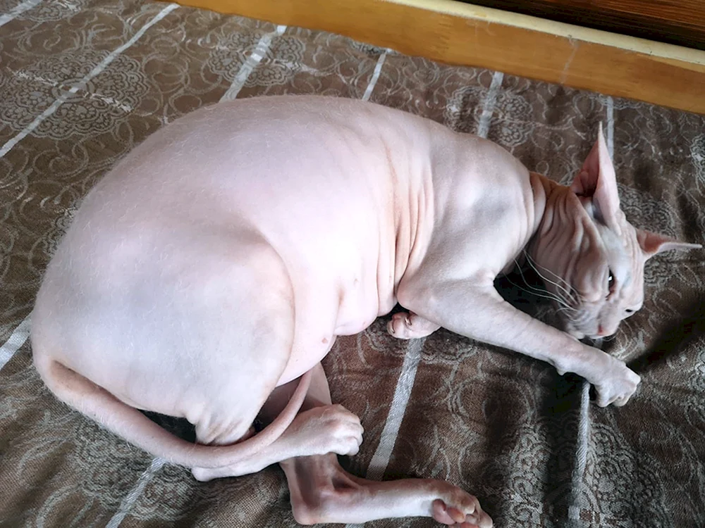 Fette sphynx