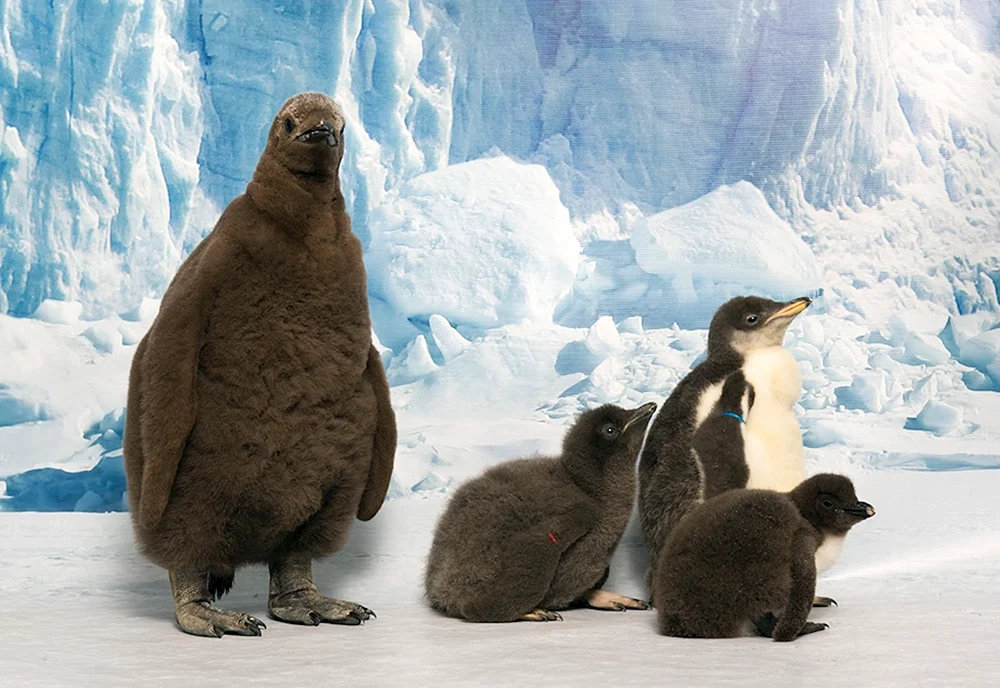 Pinguine in der Antarktis