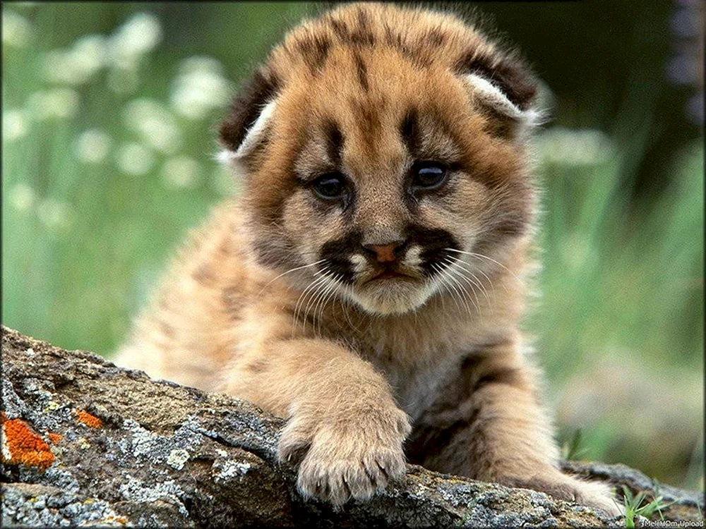 Tiere des Geparden