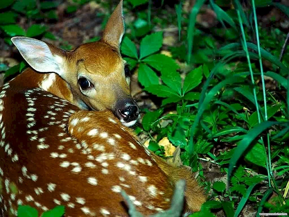 Wildtiere des Urals