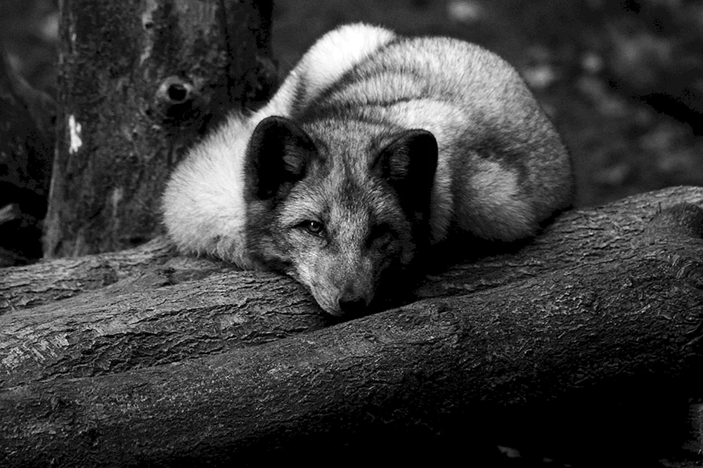 Schwarz-weiße Tiere