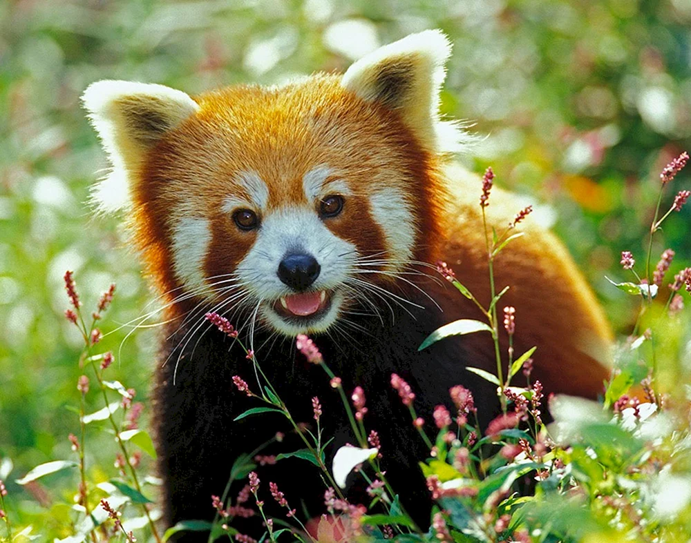 Tiere des Sommers