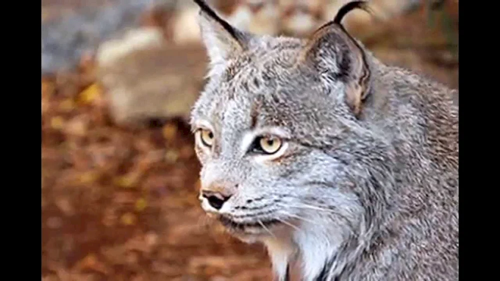 Himalaya-Luchs