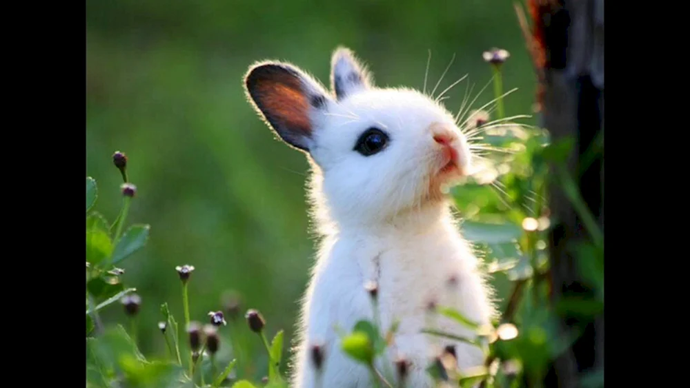 Tiere