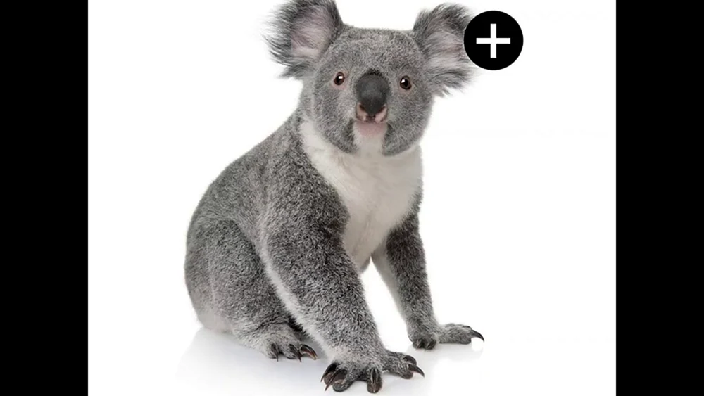 Tiere von Australien Koala