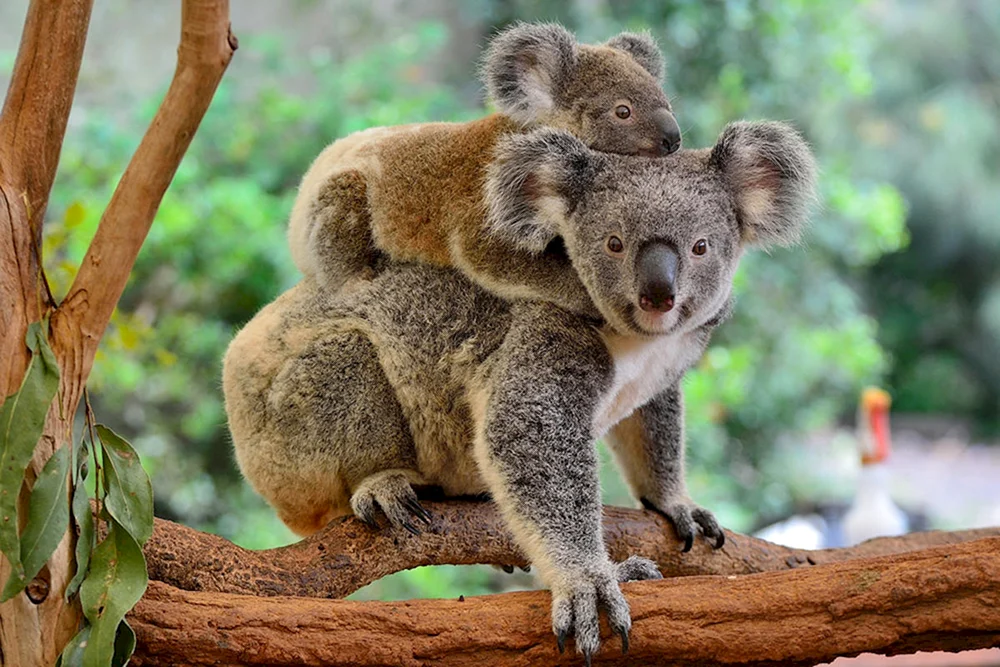 Tiere von Australien Koala