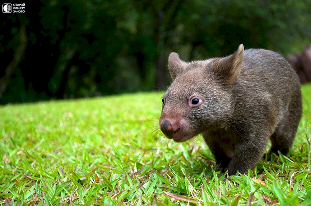 Australische Wombat-Tiere