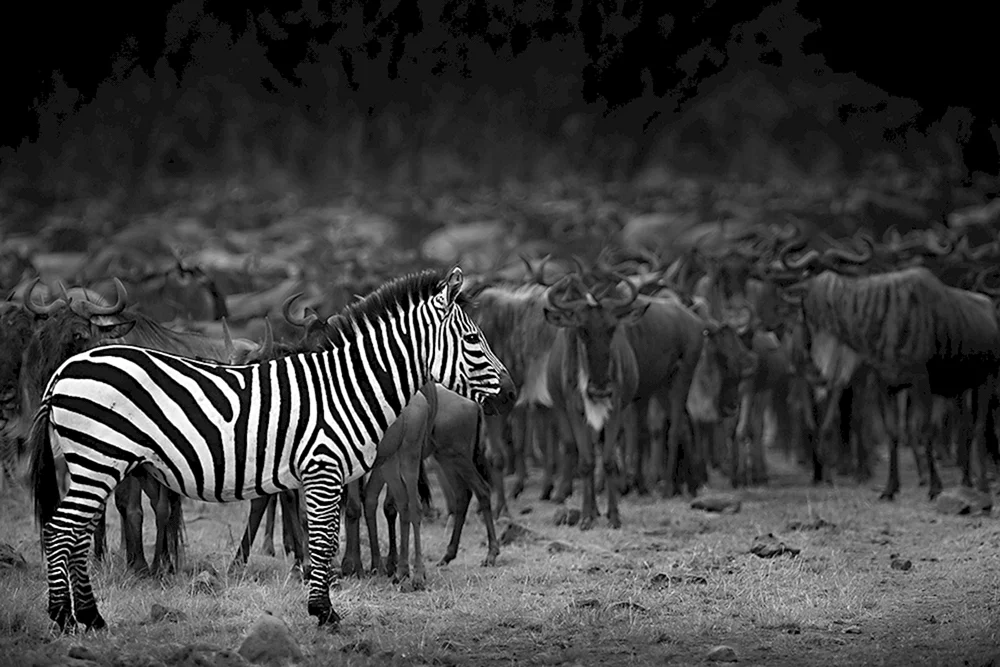 Fotograf David Yarrow „Wilde Begegnungen“