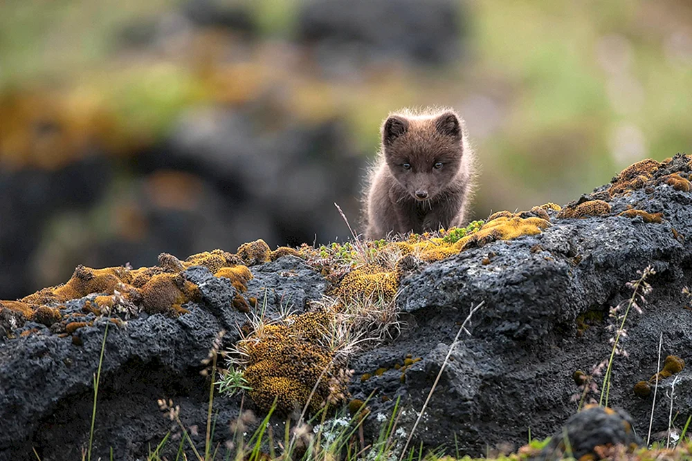 Isländische Tiere