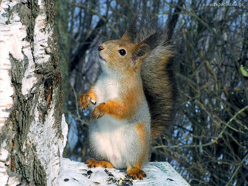 Tiere des Südurals