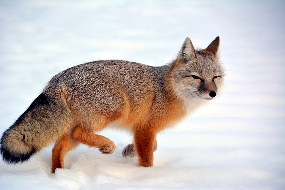Tiere des Südurals