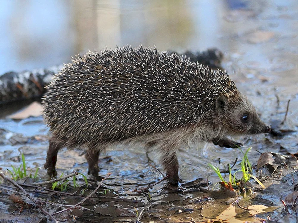 Tiere des Südurals