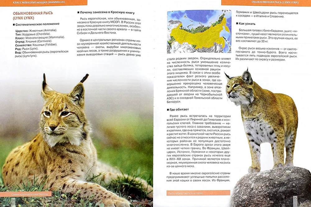 Tiere