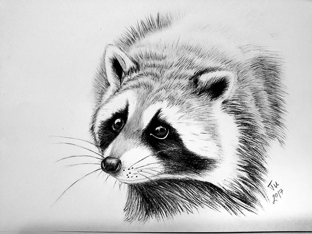 Waschbär gestreift Kunst