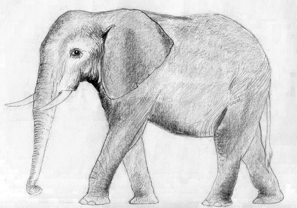 Tiere mit Bleistift