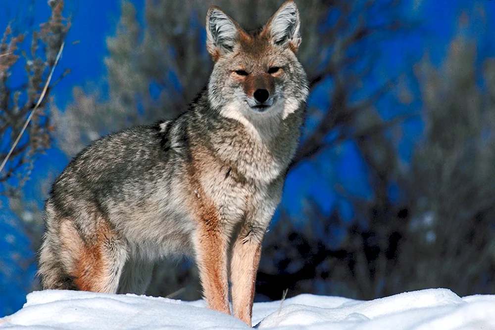 Phaiga-Tiere Braunbär
