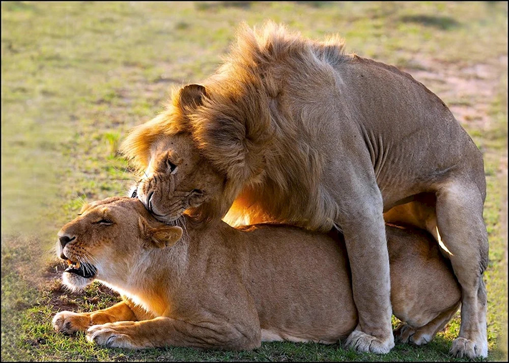 Tierliebe
