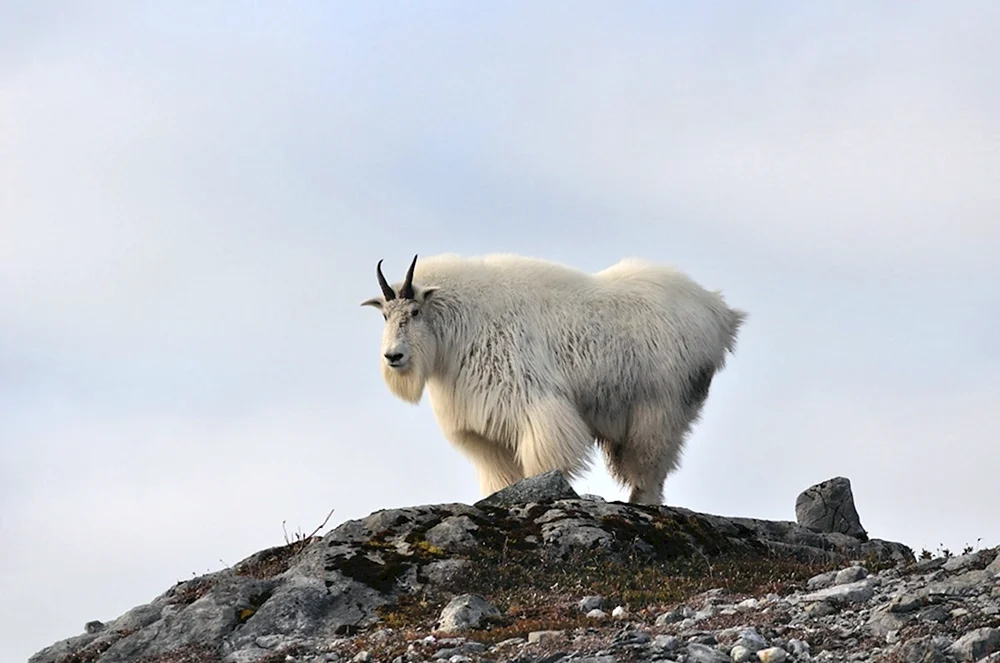 Sibirisches Tundra-Rentier