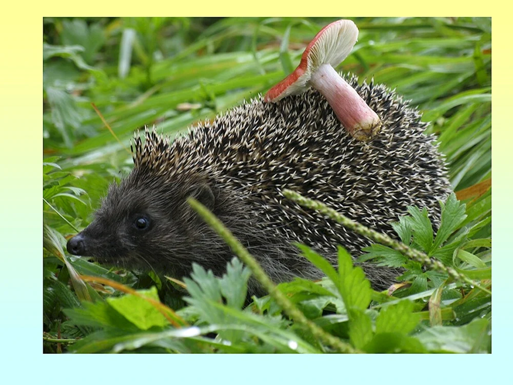Nationalpark Tiere