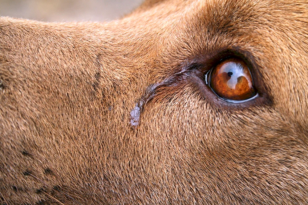 Trauriger Hund
