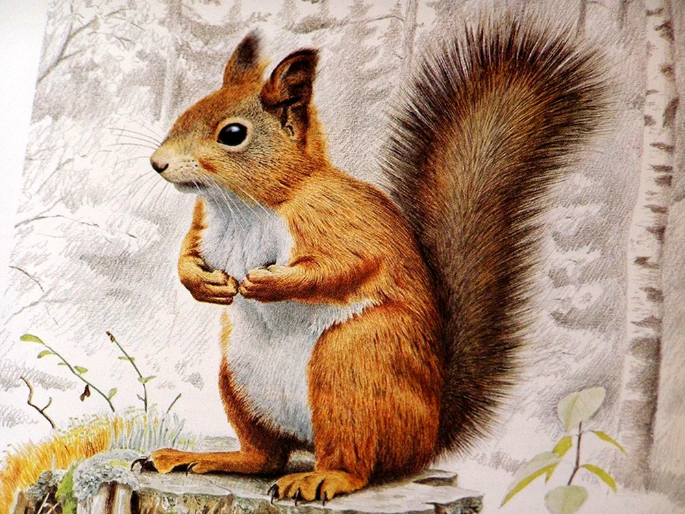 Eichhörnchen Zeichnung