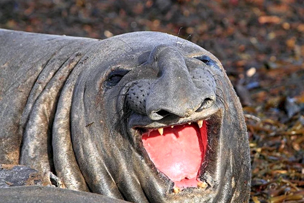 Tiere lachen