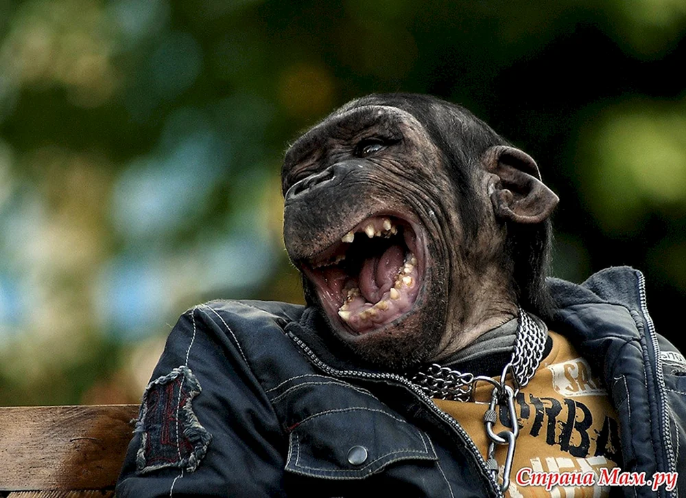 Tiere lachen