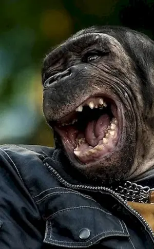 Tiere lachend