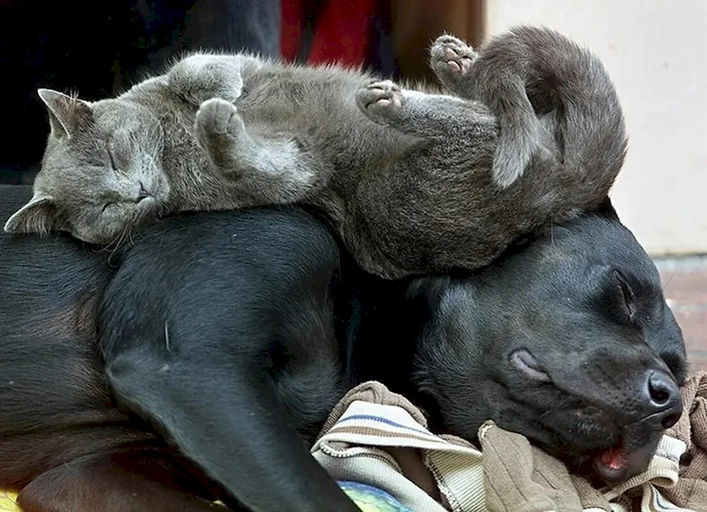 Schlafende Tiere