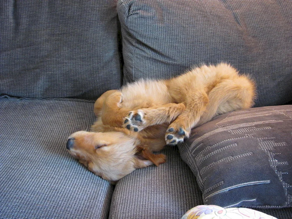Schlafende Hunde