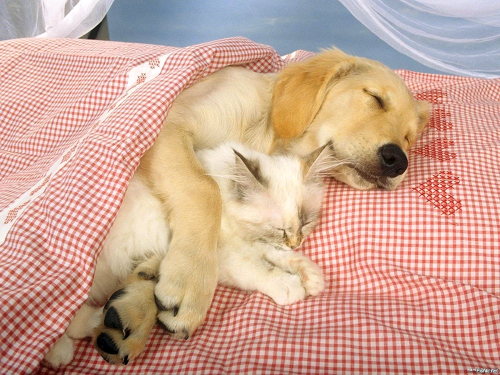 Tiere schlafend