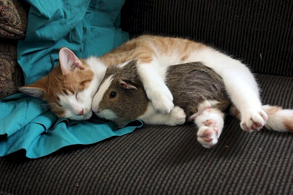 Tiere schlafend