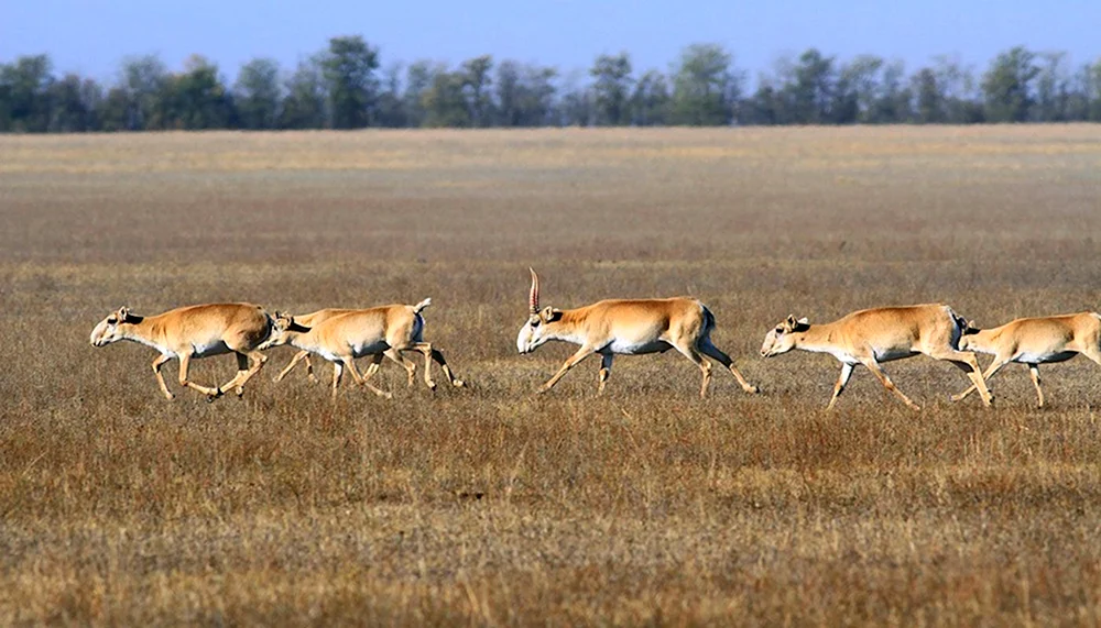 Wilde Steppe