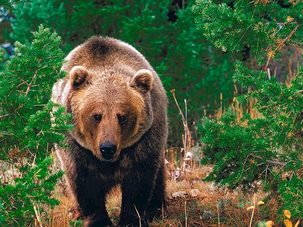 Reservat Kusnezkij Alatau Vögel