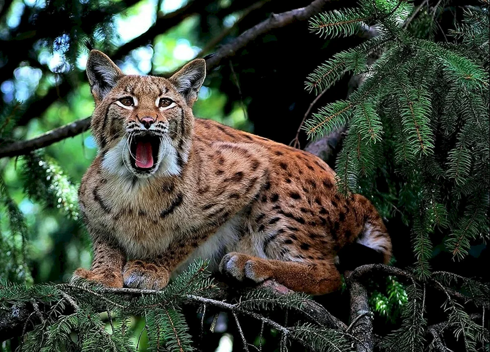 Taigatiere Luchs