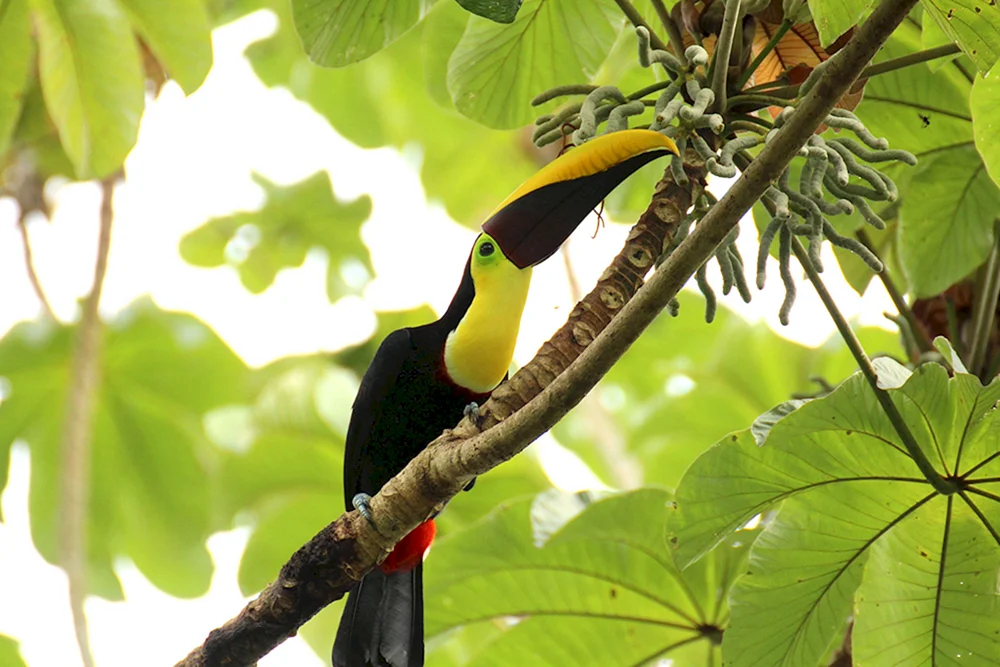 Selva-Ara-Papagei