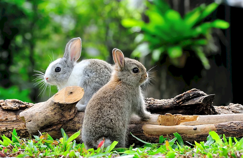 Belyak hasenartige Tiere im Wald.