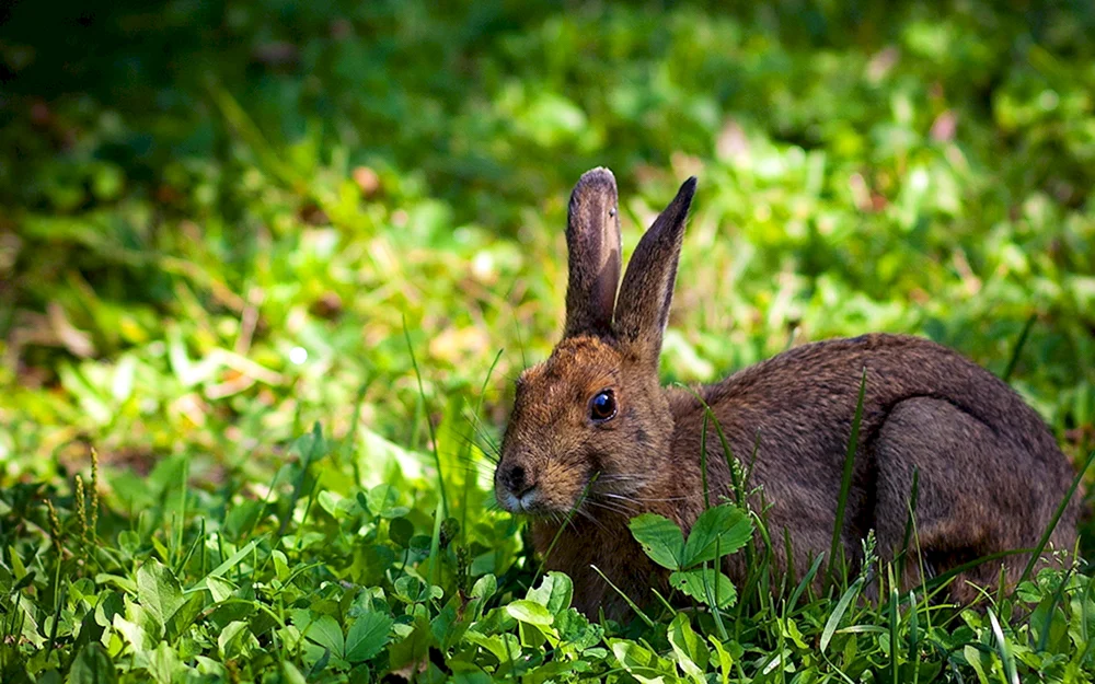 Hopper Reservatstiere Fuchs