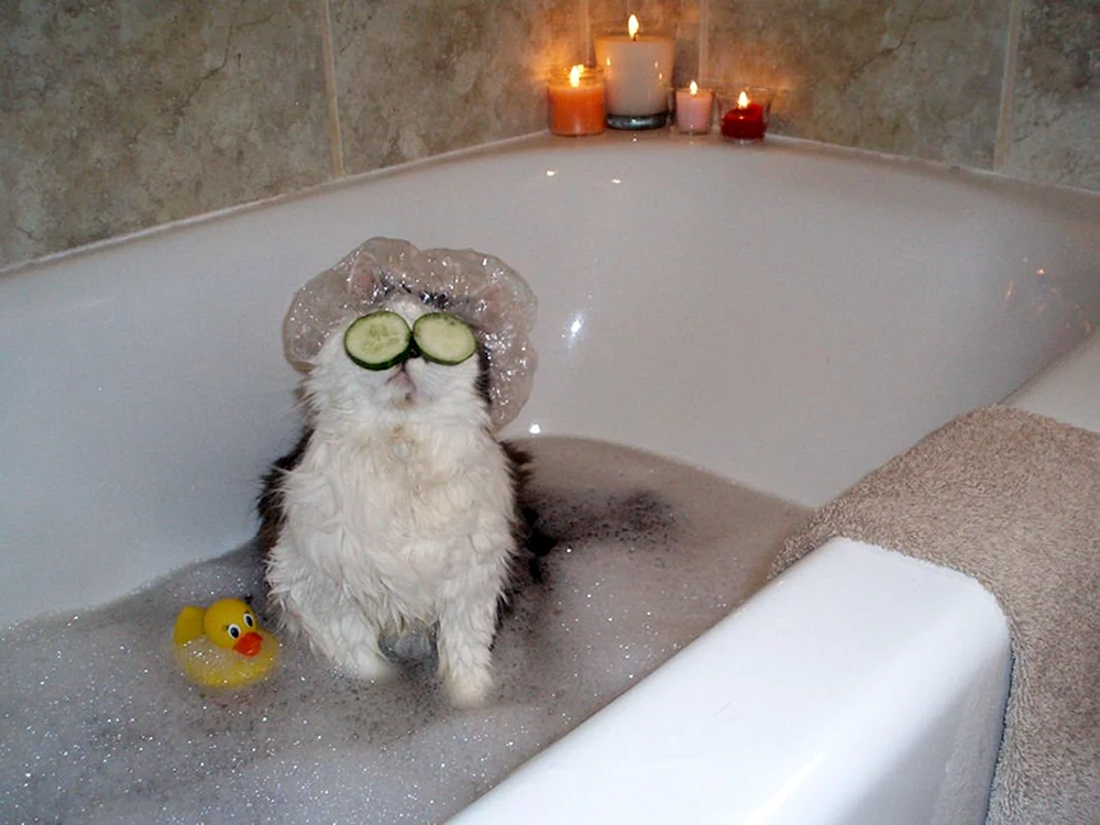 Katze in der Badewanne. in der Wanne