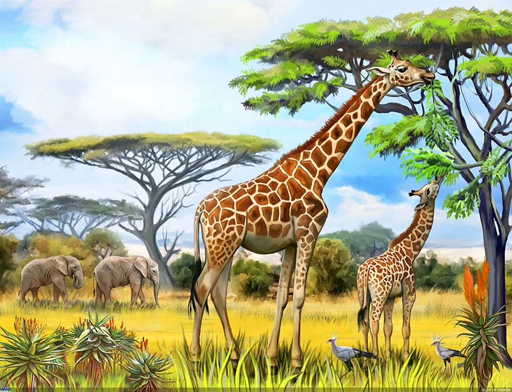 Nubische Giraffe