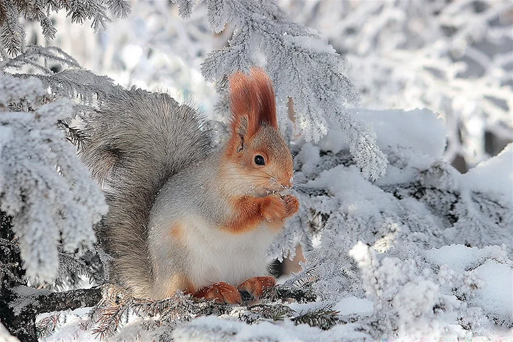 Wintertiere