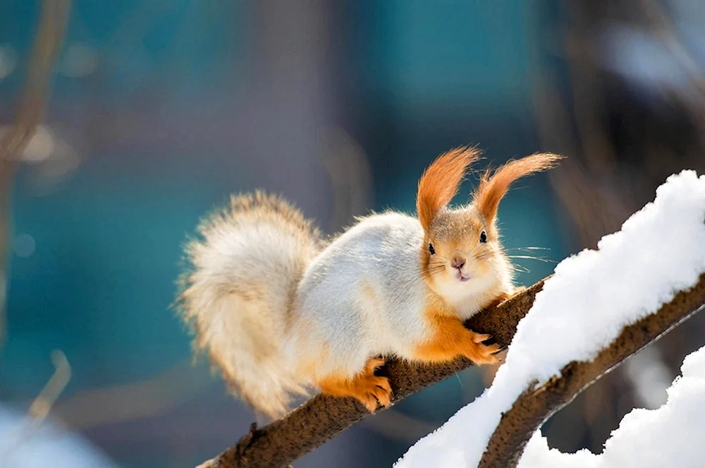 Abert's Eichhörnchen