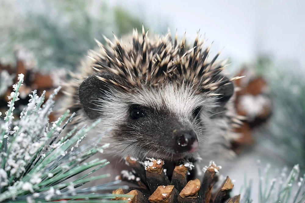 Igeltiere im Winter