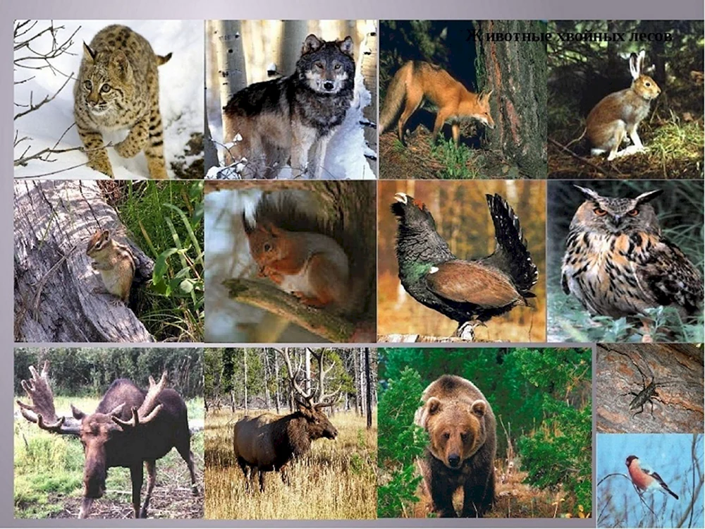 Wildtiere