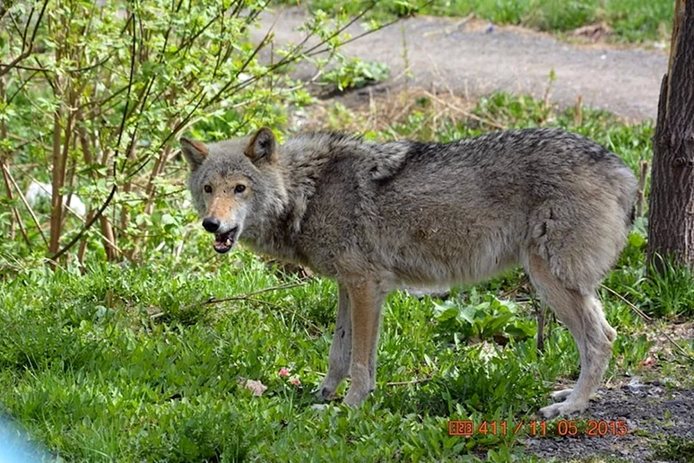 Wildtiere der Region Kemerowo- Kuzbass