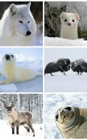 Tundra-Fauna