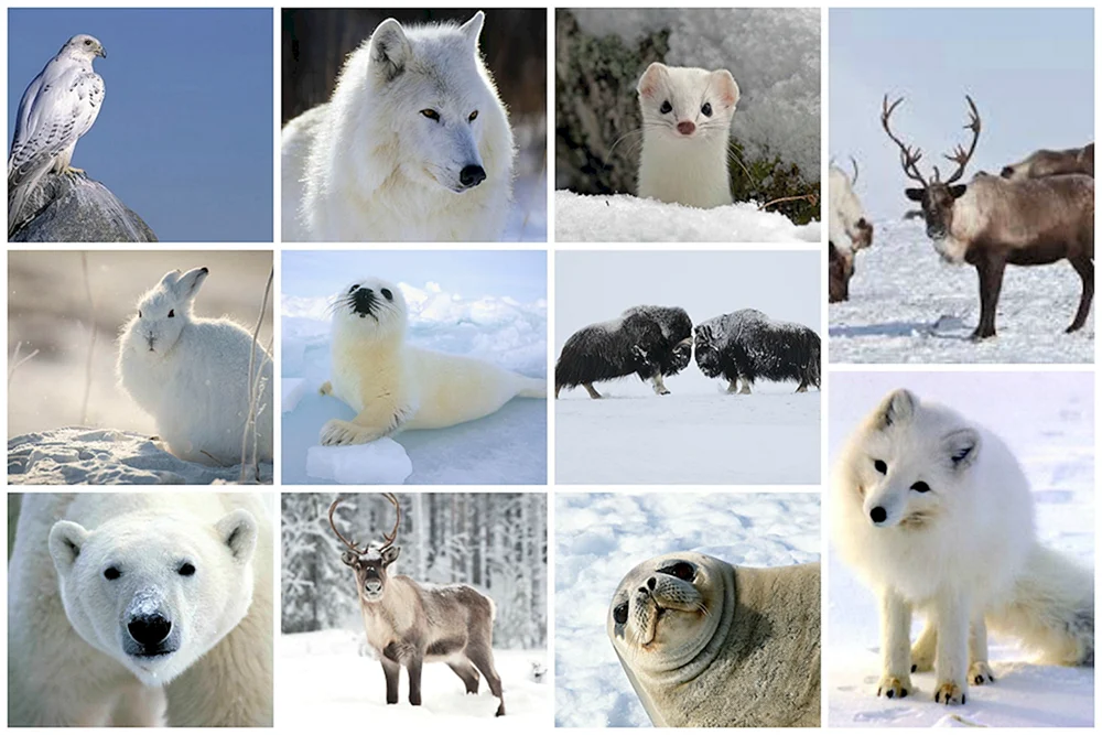 Tundra-Fauna