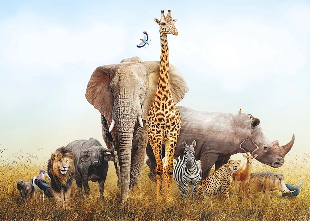 Tiere Afrikas