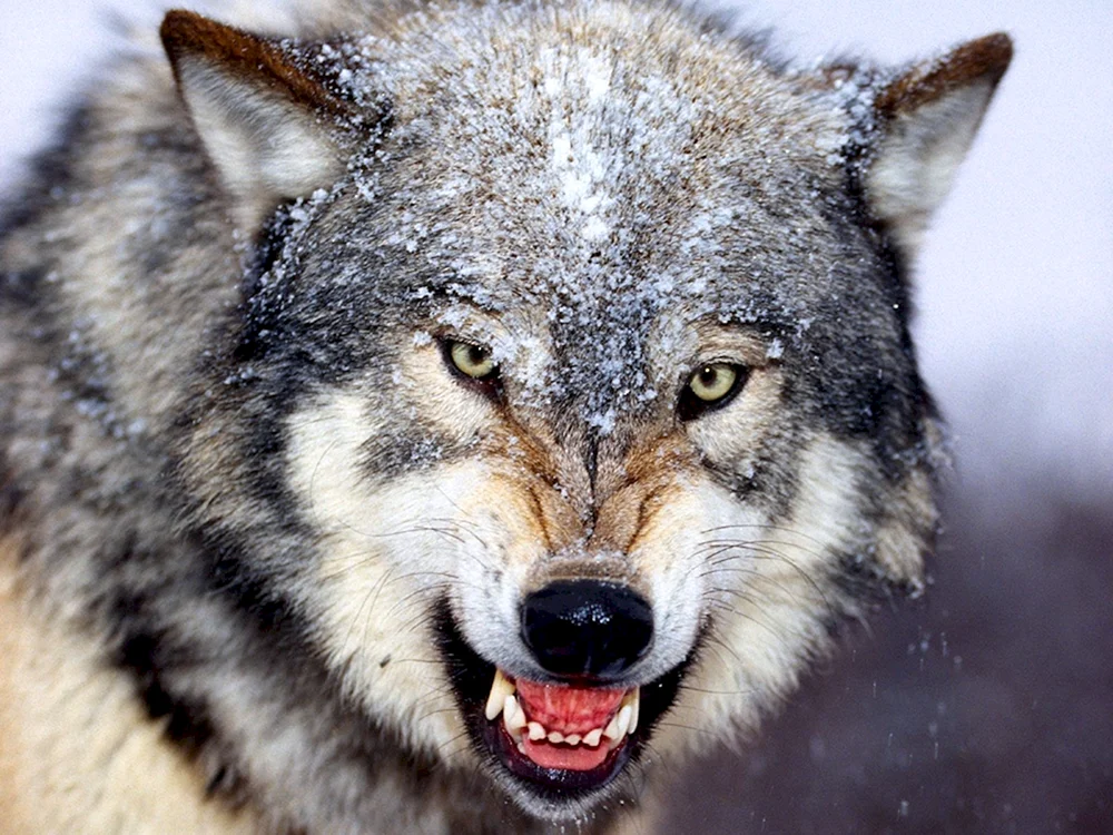 Wolf von Nordamerika